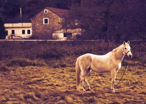 horse-1091932_1280