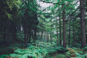 The Gaia Effect