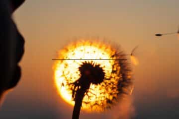 Child blowing on a plant, implying the end of the world, as warned in If Anyone Builds It, Everyone Dies.
