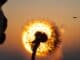 Child blowing on a plant, implying the end of the world, as warned in If Anyone Builds It, Everyone Dies.